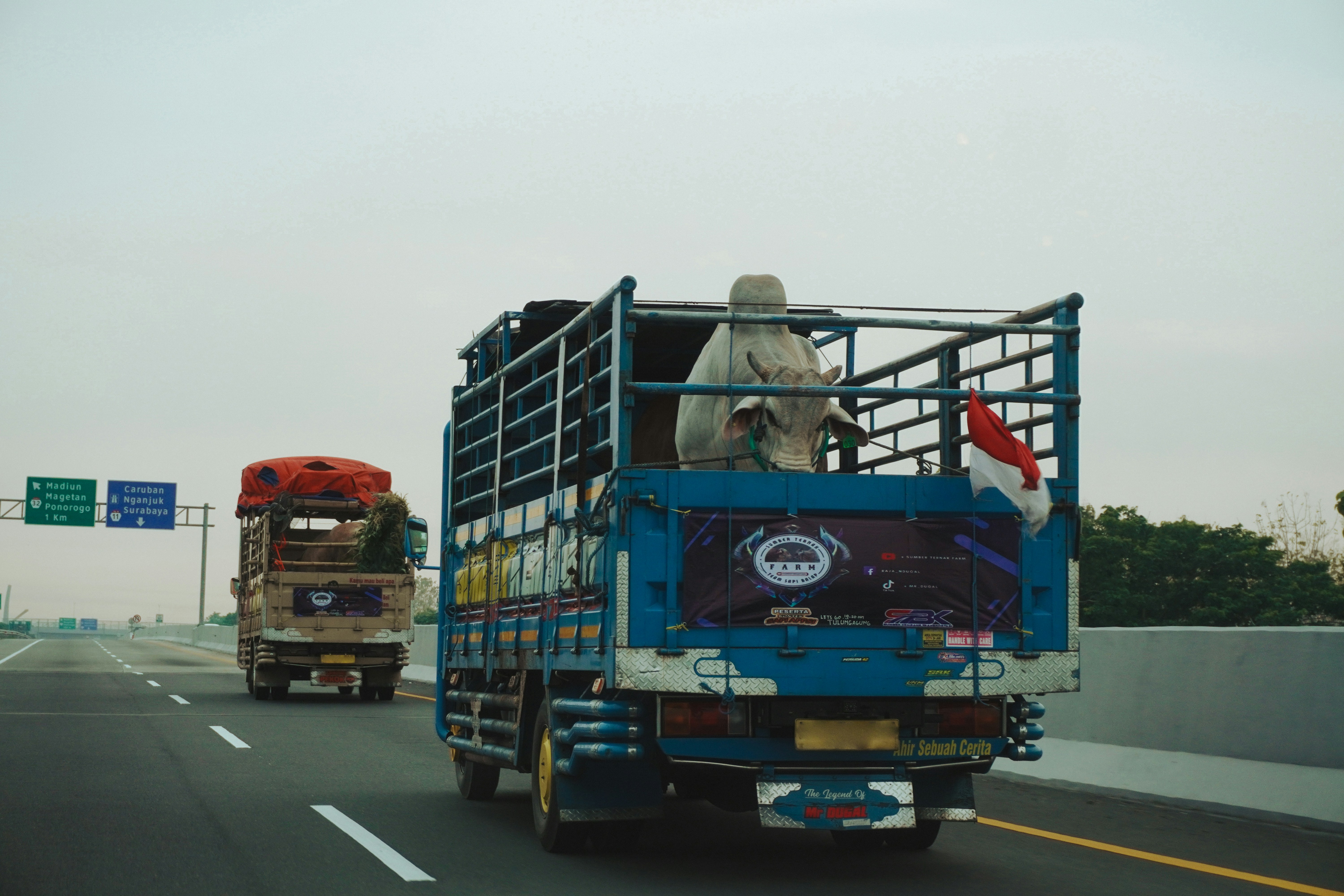Animal Transport Truck